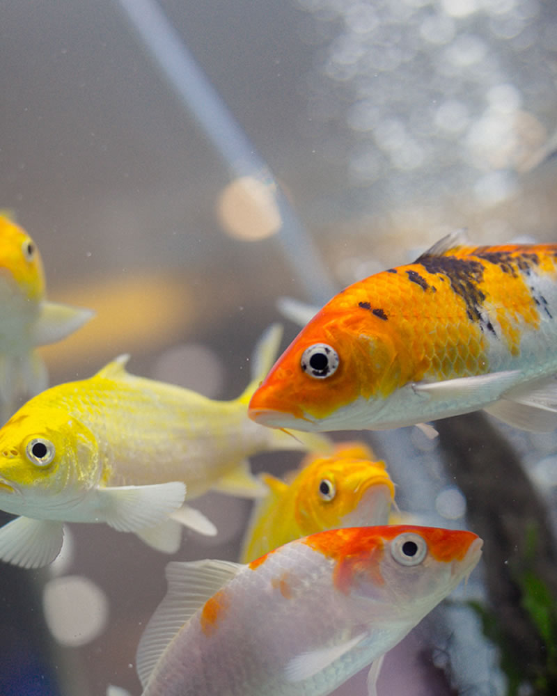 Aquários e peixes ornamentais em São Mateus, SP: Melhores Opções, Endereços e Contatos